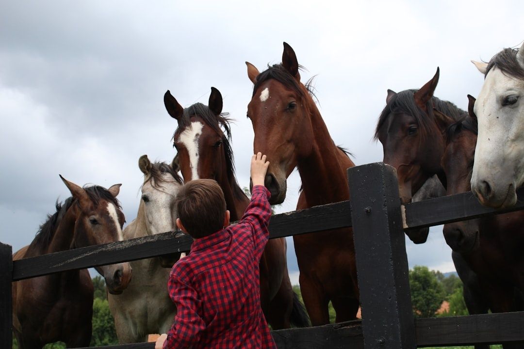 Barn hilser på hester ved et gårdsgjerde på en åpen gård